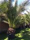 Prachtige tropische palmbomen Phoenix canariensis - 2 - Thumbnail