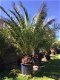 Prachtige tropische palmbomen Phoenix canariensis - 3 - Thumbnail