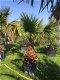 Prachtige tropische palmbomen Washingtonia - 1 - Thumbnail