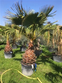 Prachtige tropische palmbomen Washingtonia - 2