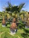 Prachtige tropische palmbomen Washingtonia - 2 - Thumbnail