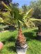 Prachtige tropische palmbomen Washingtonia - 3 - Thumbnail