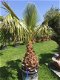 Prachtige tropische palmbomen Washingtonia - 4 - Thumbnail