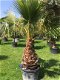 Prachtige tropische palmbomen Washingtonia - 5 - Thumbnail
