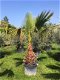 Prachtige tropische palmbomen Washingtonia - 6 - Thumbnail