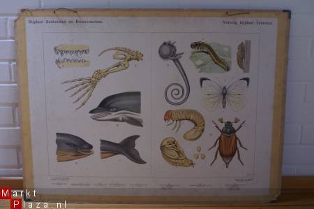 Schoolplaat van Zeehonden en Bruinvisschen + Insecten - 1