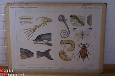 Schoolplaat van Zeehonden en Bruinvisschen + Insecten