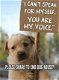 Waarschuwing: let op bij gratis aanbod van dieren (hond, kat, poes, konijn, knaagdier)! - 7 - Thumbnail
