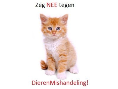 Waarschuwing: Let op bij gratis aanbod van dieren (konijn, knaagdier, kat, poes, hond)! - 3