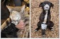 Waarschuwing: Let op bij gratis aanbod van dieren (konijn, knaagdier, kat, poes, hond)! - 4 - Thumbnail