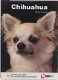 Chihuahua, Adriaan Louwrier - 1 - Thumbnail