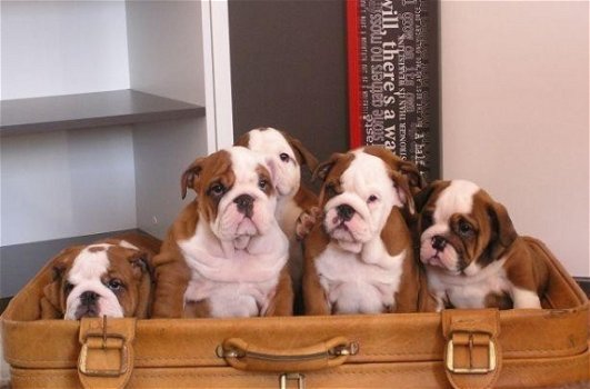 Prachtige engelse bulldog pups beschikbaar. - 1