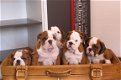 Prachtige engelse bulldog pups beschikbaar. - 1 - Thumbnail