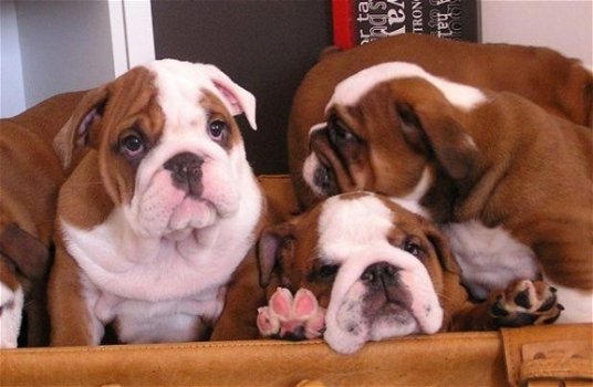 Prachtige engelse bulldog pups beschikbaar. - 2