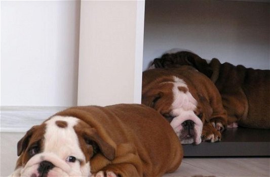 Prachtige engelse bulldog pups beschikbaar. - 3