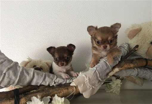 Lieve Chihuahua Pups.... - 1
