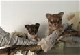 Lieve Chihuahua Pups.... - 1 - Thumbnail