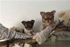 Lieve Chihuahua Pups....