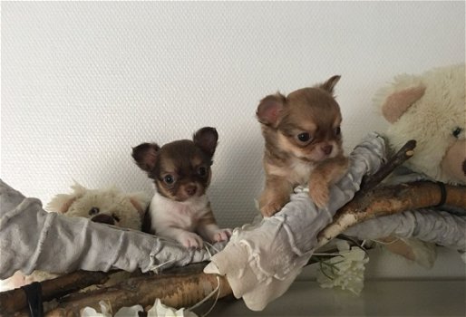 Lieve Chihuahua Pups.... - 2
