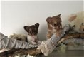 Lieve Chihuahua Pups.... - 2 - Thumbnail