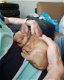 Lieve Chihuahua Pups.... - 4 - Thumbnail