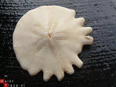 #24 Echinocorus Heliophora sp Leuk zee egeltje - 1