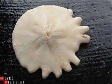 #24 Echinocorus Heliophora sp Leuk zee egeltje