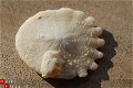 #29 Echinocorus Heliophora sp Leuk zee egeltje - 1 - Thumbnail
