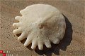#30 Echinocorus Heliophora sp Leuk zee egeltje - 1 - Thumbnail