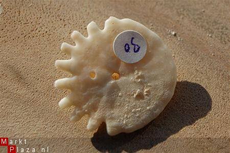 #30 Echinocorus Heliophora sp Leuk zee egeltje - 1