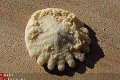 #32 Echinocorus Heliophora sp Leuk zee egeltje - 1 - Thumbnail