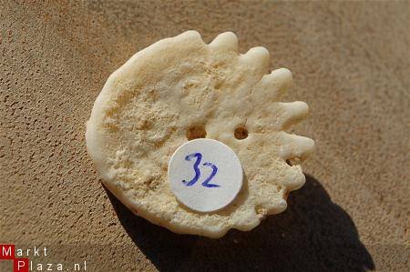 #32 Echinocorus Heliophora sp Leuk zee egeltje - 1