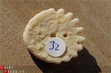 #32 Echinocorus Heliophora sp Leuk zee egeltje