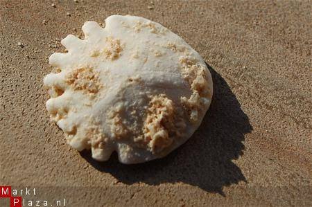 #33 Echinocorus Heliophora sp Leuk zee egeltje - 1