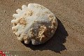 #33 Echinocorus Heliophora sp Leuk zee egeltje - 1 - Thumbnail