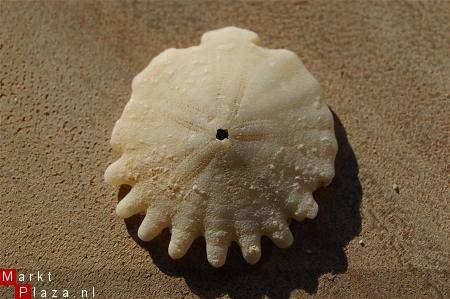 #35 Echinocorus Heliophora sp Leuk zee egeltje - 1