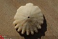 #35 Echinocorus Heliophora sp Leuk zee egeltje - 1 - Thumbnail