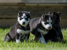 Uitstekende Siberische Husky Puppies voor adoptie