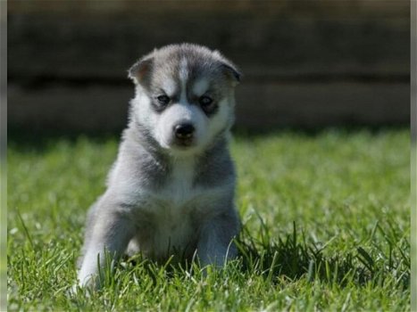 Uitstekende Siberische Husky Puppies voor adoptie - 2