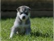 Uitstekende Siberische Husky Puppies voor adoptie - 2 - Thumbnail