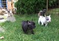 Nu klaar, getrainde Franse Bulldog-puppy's - 3 - Thumbnail