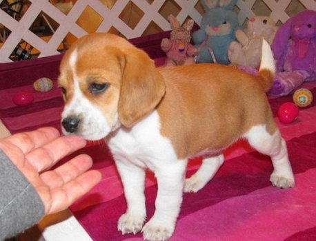Absoluut vriendelijke Beagle Puppies - 1