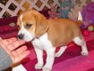 Absoluut vriendelijke Beagle Puppies - 1 - Thumbnail