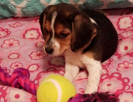 Absoluut vriendelijke Beagle Puppies - 2