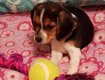 Absoluut vriendelijke Beagle Puppies - 2 - Thumbnail