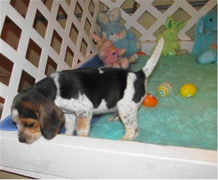 Absoluut vriendelijke Beagle Puppies - 3