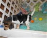 Absoluut vriendelijke Beagle Puppies - 3 - Thumbnail