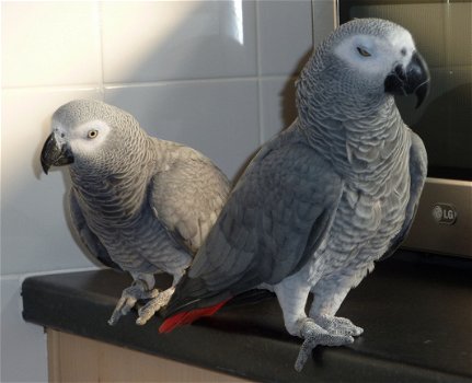 Mooie Afrikaanse grijze papegaaien klaar - 1