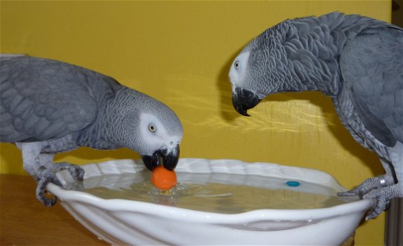 Mooie Afrikaanse grijze papegaaien klaar - 2