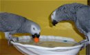 Mooie Afrikaanse grijze papegaaien klaar - 2 - Thumbnail